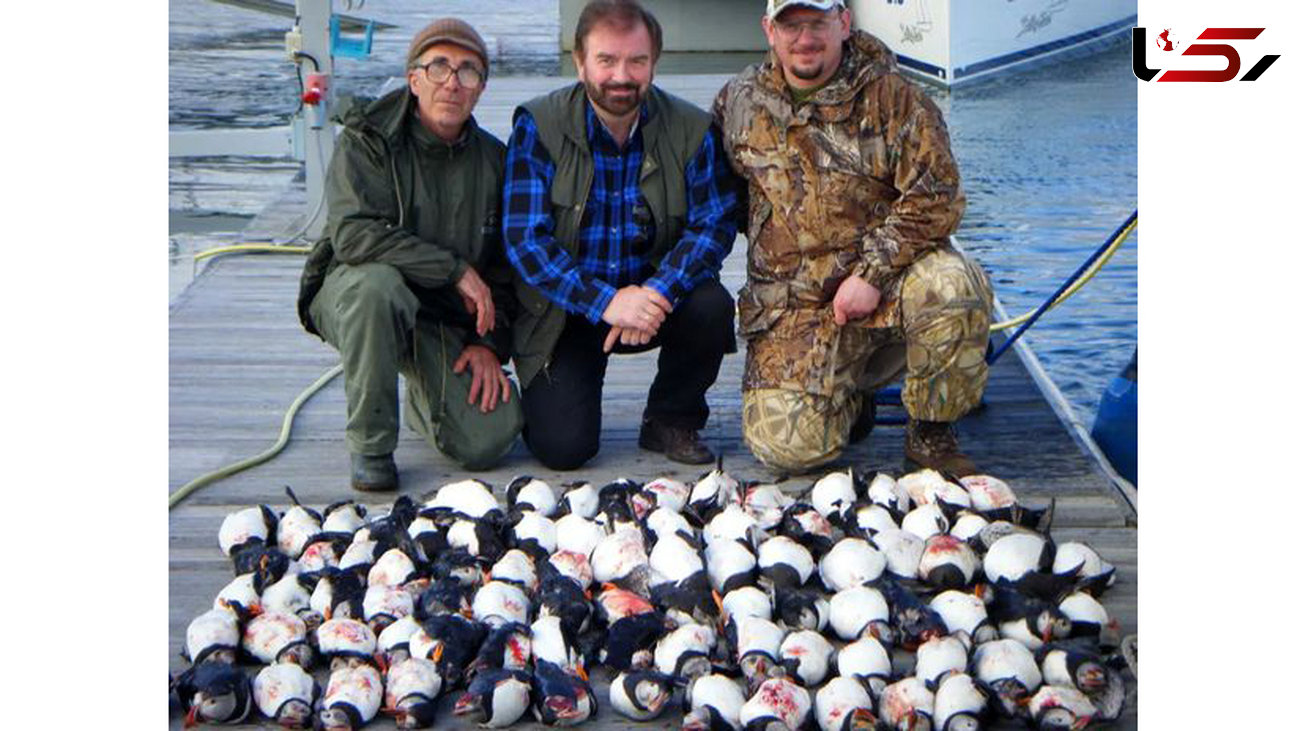 قتل عام 100 طوطی دریایی به خاطر 3000 پوند+عکس