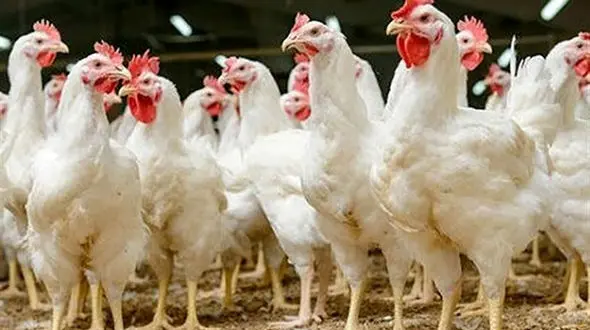 مرغ آرین‌ پلاس به زودی در بازار عرضه می‌ شود