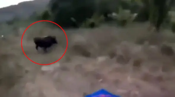 فیلم نفسگیر حمله گاو وحشی به موتورسواران  / وحشت را در صدایشان حس می کنید