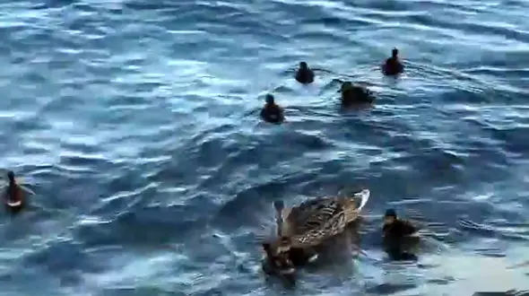 آب تنی جوجه اردک ها با خانواده + فیلم