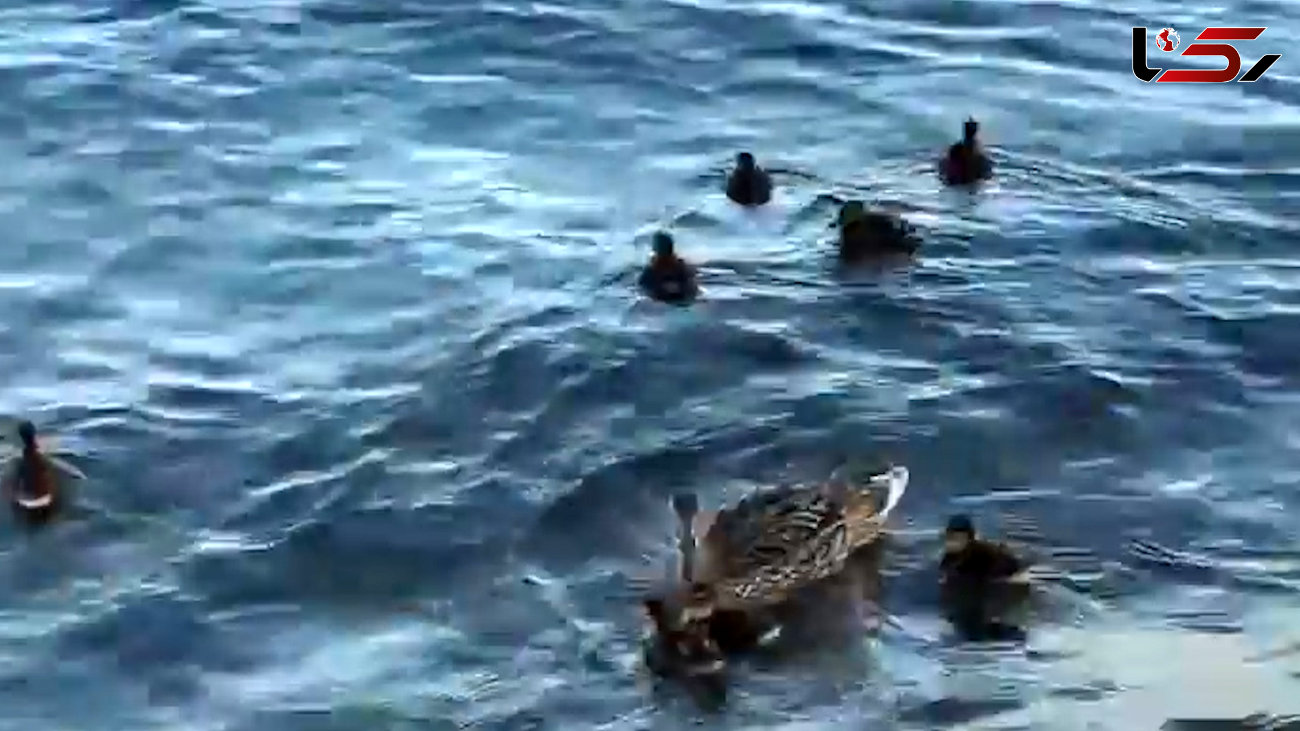آب تنی جوجه اردک ها با مادرشان + فیلم