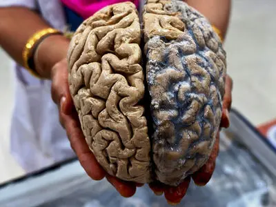 راز جوان ماندن مغز فاش شد؛ این عادت ساده پیری ذهن را کند می‌کند