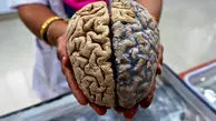 راز جوان ماندن مغز فاش شد؛ این عادت ساده پیری ذهن را کند می‌کند