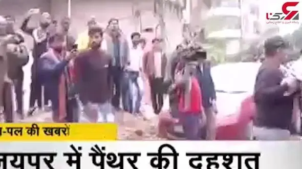 فیلم پرسه زنی پلنگ غول‌پیکر در محوطه یک آپارتمان مسکونی / هند 