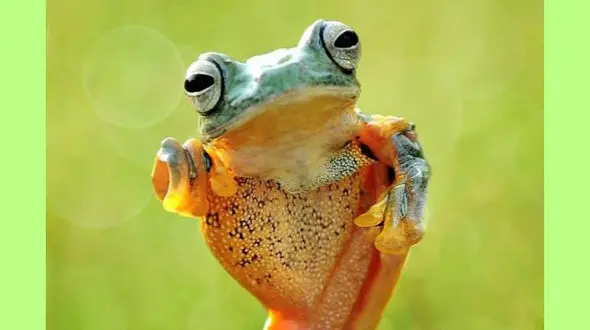  ژست عجیب قورباغه ای که ورزشکار است +عکس