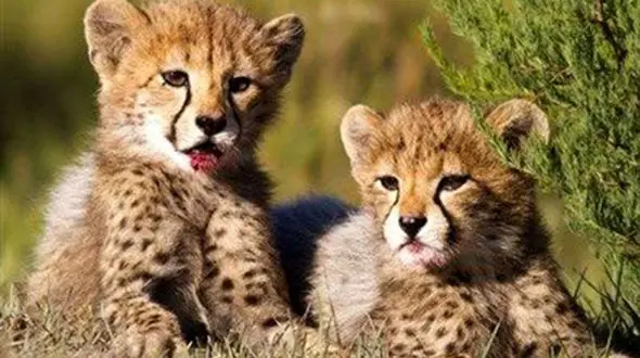 فیلم دیده نشده از بازی کردن بامزه دو توله یوز ایرانی/ آذر و توران کیوت ترین های ایران!