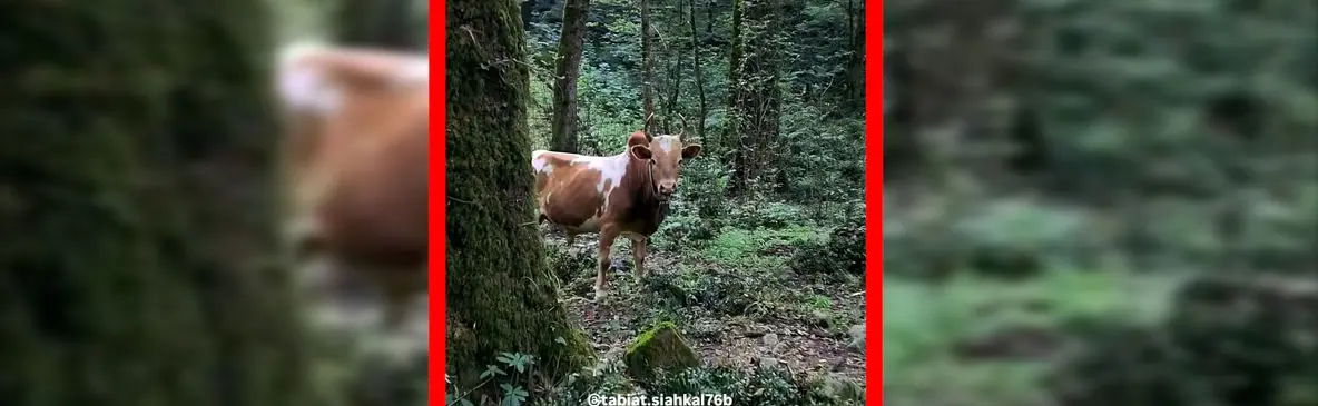 فیلم طبیعت بکر و سرسبز سیاهکل با حضور گاوها