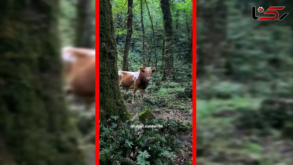 فیلم طبیعت بکر و سرسبز سیاهکل با حضور گاوها