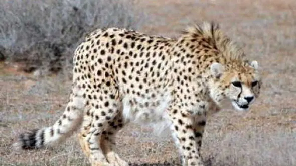 50 یوز فقط تا یک حسرت ملی باقی است