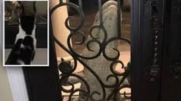 وحشت صاحبخانه از موجود وحشتناکی که پشت در خانه منتظر بود 