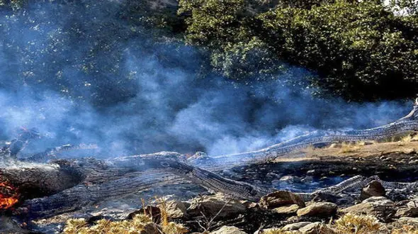 آتش سوزی در پناهگاه حیات وحش میانکاله + جزییات