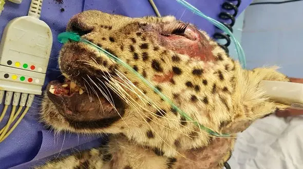 مرگ تلخ  پلنگ در تربت حیدریه / بازداشت 2 جوان حیوان آزار + عکس