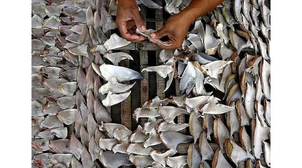 فیلم کشف محموله بزرگ قاچاق باله کوسه ماهی در جزیره کیش / 6 مرد دستگیر شدند