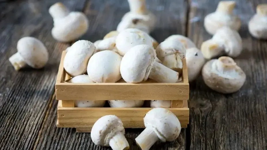 فیلم کنسرو قارچ ترکیبی از طعم، سلامت و ماندگاری