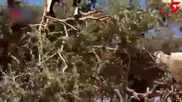 بزها میوه های این درخت هستند !+ فیلم