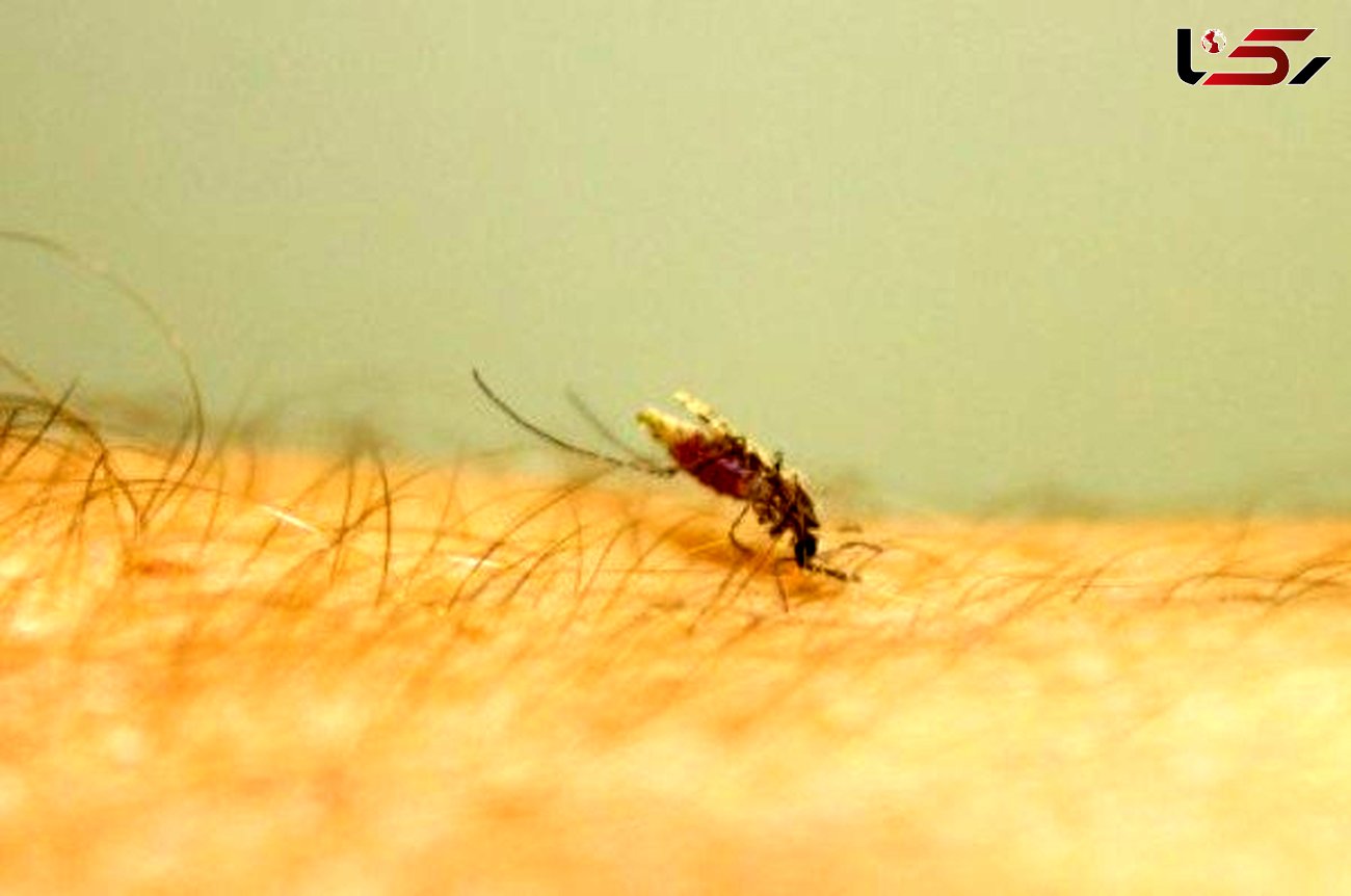 ساخت پشه های مقاوم به مالاریا با مهندسی ژنتیک