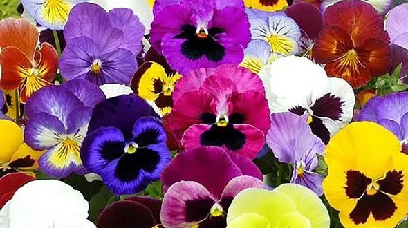 فال ابجد امروز / 22 تیر + فیلم