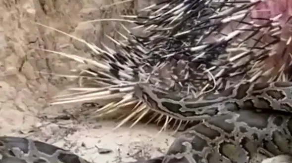 جنگ جوجه تیغی با مار + فیلم