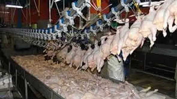 قیمت گوشت مرغ پرکشید !