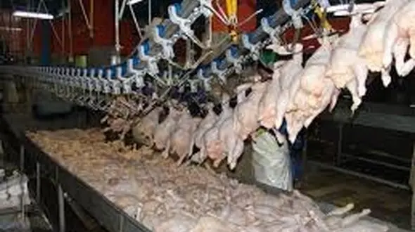 قیمت گوشت مرغ پرکشید !