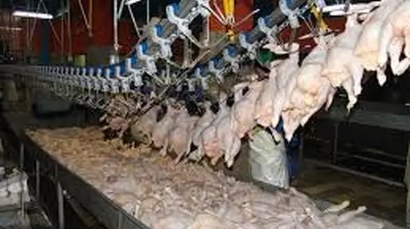 قیمت گوشت مرغ پرکشید !