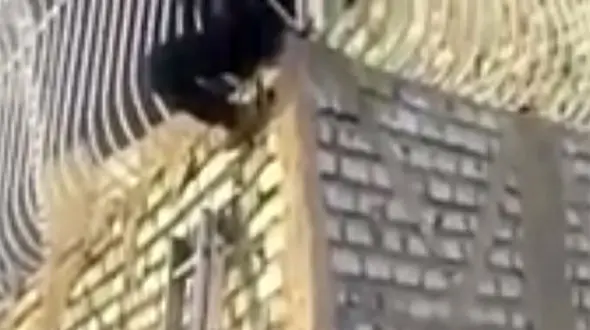 دزد بدشانس بالای دیوار خشک شد + فیلم / مشهد