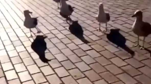 بازتاب خنده های زنانه در یکی از زشت ترین فیلم های از جنس آزار!  / در خارج رخ داد+ عکس