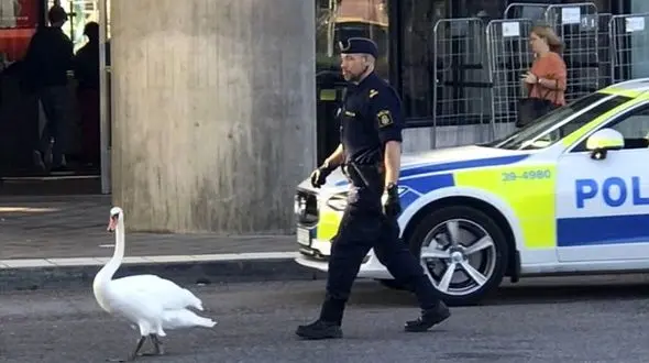 قوی زیبا، جاده را بند آورد 