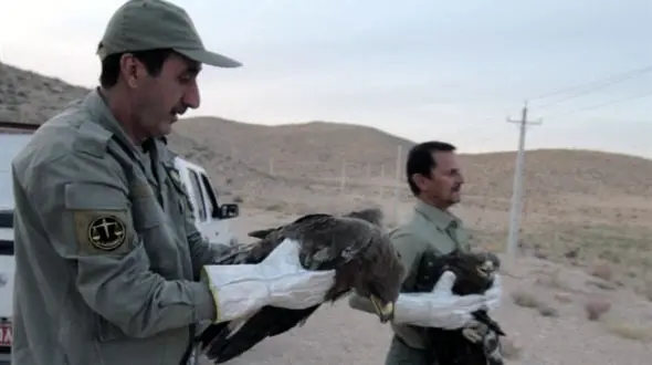 نجات 5 عقاب از مسمومیت مرغها در سروستان + تصاویر