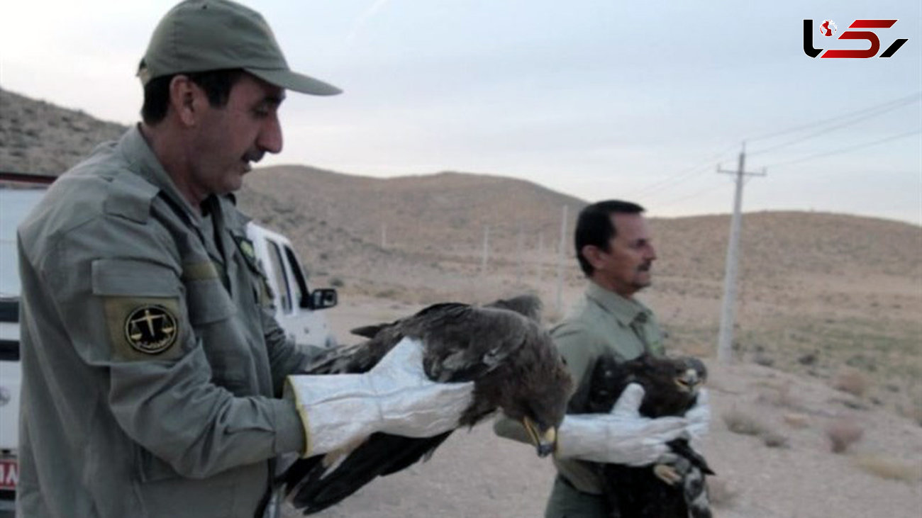 نجات 5 عقاب از مسمومیت مرغها در سروستان + تصاویر