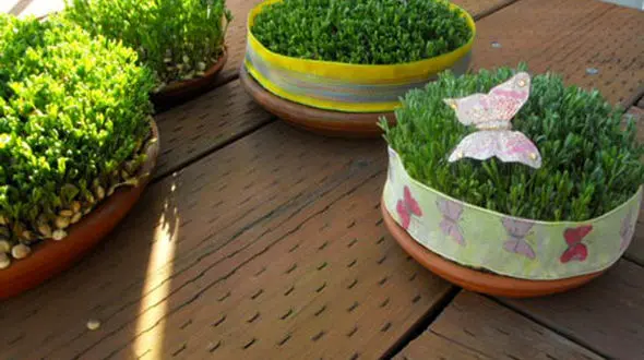 آموزش تهیه انواع سبزه عید به زبان ساده