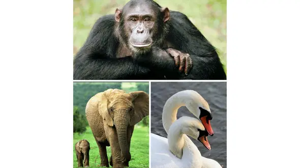 باورنکردنی! فیل زمان مرگش را می داند