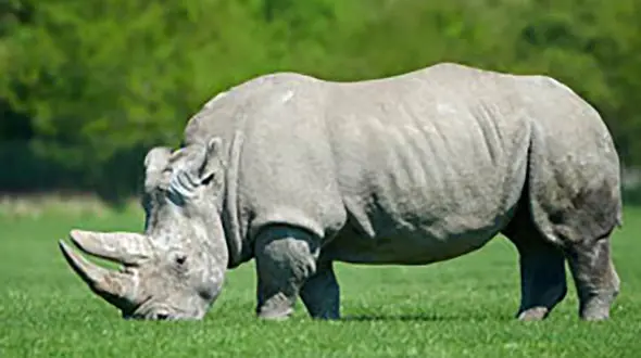 خشم کرگدن از شوخی های بی جای یک مرد + فیلم