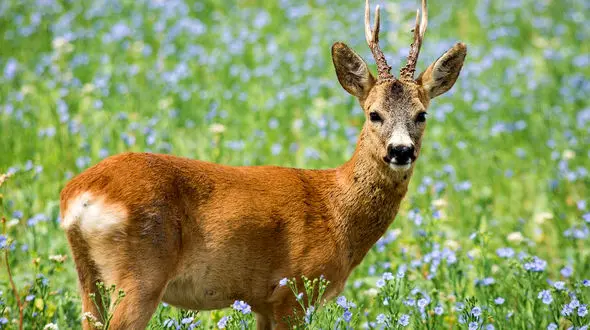 گوزن وحشی به این مرد رحم نکرد + فیلم