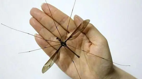 شکار بزرگترین پشه دنیا! + عکس 