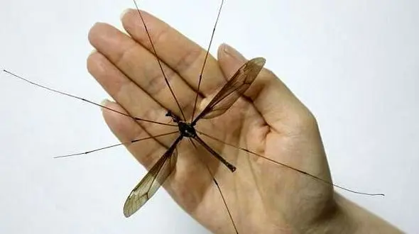 شکار بزرگترین پشه دنیا! + عکس 