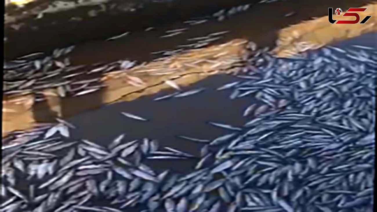 تلف شدن هزاران ماهی در روستای ایمان‌‎آباد  لرستان + فیلم