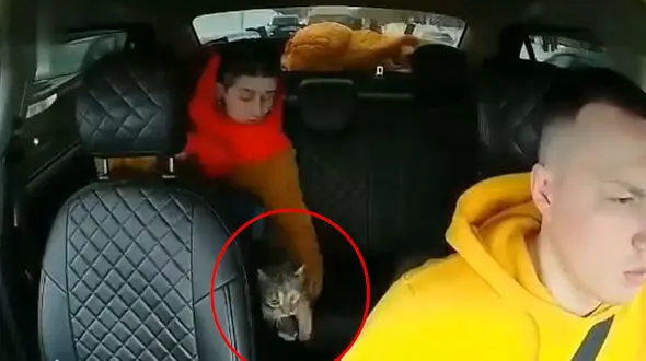 فیلم چهره وحشت زده راننده تاکسی از گربه بازیگوش را ببینید / از دست صاحبش فرار کرد