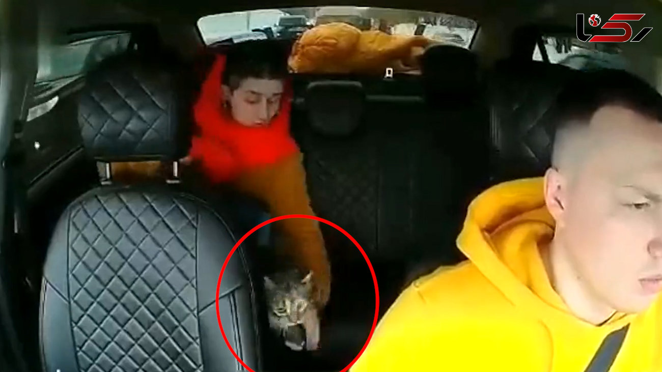 فیلم چهره وحشت زده راننده تاکسی از گربه بازیگوش را ببینید / از دست صاحبش فرار کرد