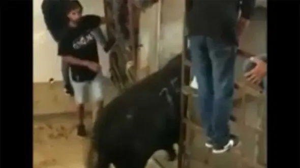 ببینید / لگد گاو وحشی تماشاچی را ضربه فنی کرد! + فیلم شوک آور