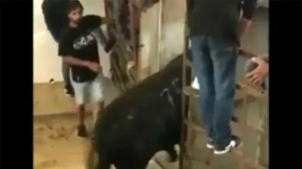 ببینید / لگد گاو وحشی تماشاچی را ضربه فنی کرد! + فیلم شوک آور