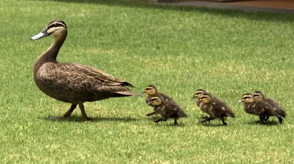 تعقیب و گریز بامزه اردک و جوجه هایش + فیلم