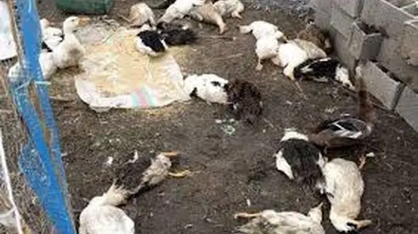 آنفلوانزای فوق حاد پرندگان در کردستان /  اقدامات پیشگیرانه دامپزشکی