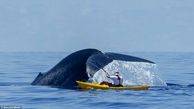 کایاک‌سواری با نهنگ غول‌پیکر