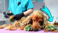 فیلم/ عملیات نجات سگ خیابانی توسط دامپزشک خوش قلب / تغییر نهایی سگ را ببینید 