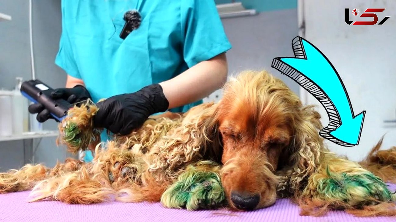 فیلم/ عملیات نجات سگ خیابانی توسط دامپزشک خوش قلب / تغییر نهایی سگ را ببینید 