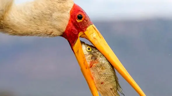 رستوران ساحلی برای لک لک خوش اشتها  + عکس