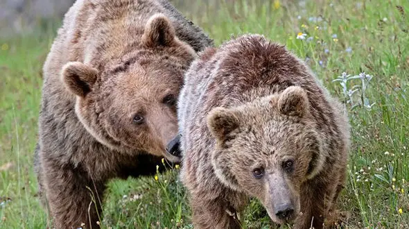 فیلم جذاب از یک خرس مادر و دو توله اش در خراسان شمالی