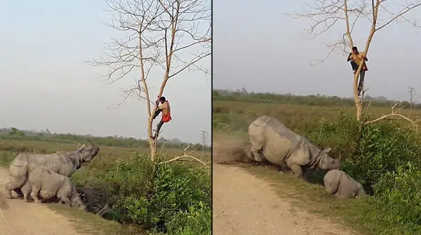 حمله کرگدن به محافظ پارکی در هند + فیلم