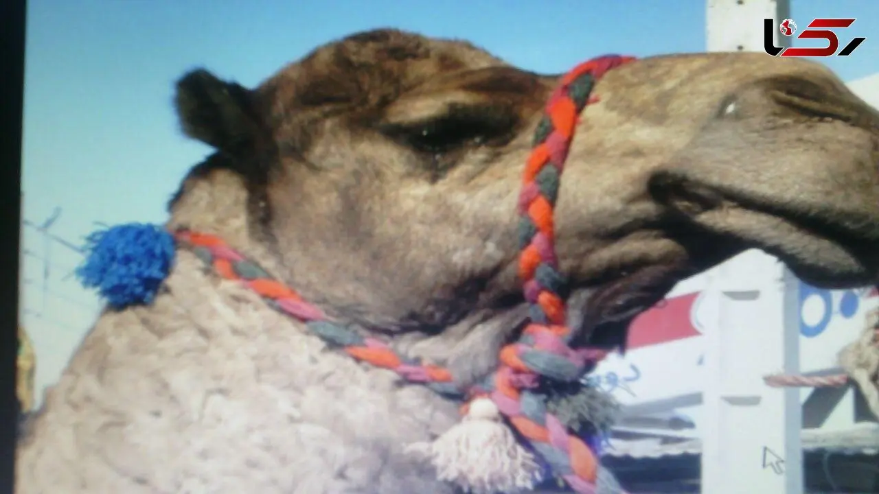شترها سر از 2 وانت نیسان درآوردند + عکس 